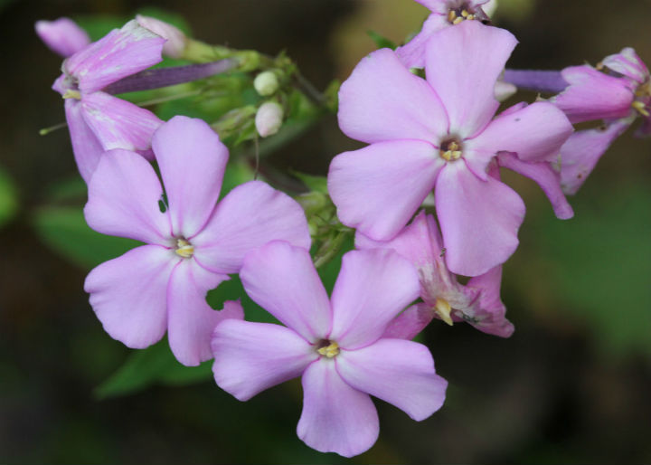 Phlox